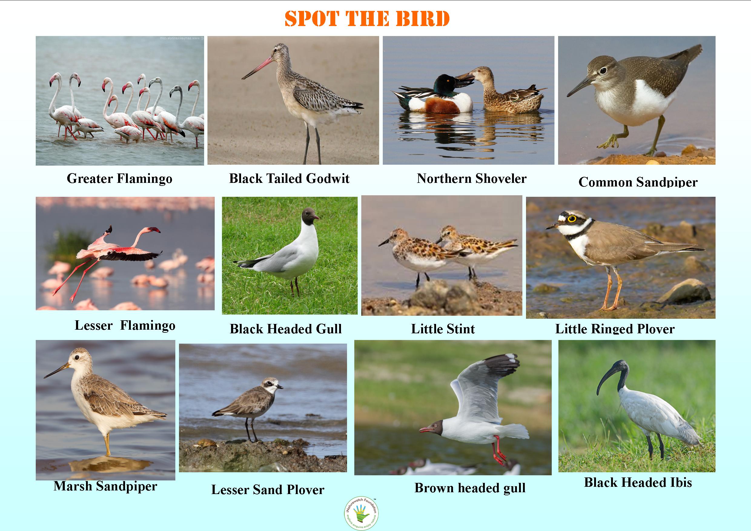 social-media-event-world-migratory-bird-day